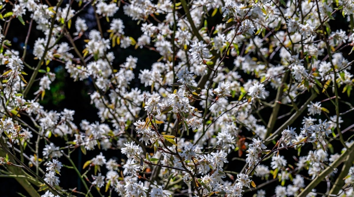 A cluster of delicate, white flowers adorns the slender branches of the Serviceberry plant. Each petal of the small, star-shaped flowers appears almost translucent.