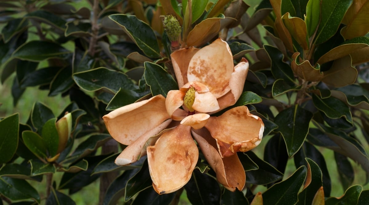 A dry gardenia exhibits signs of neglect, with browning petals and green leaves beginning to curl inward. The lack of sufficient watering is evident, leaving the plant thirsty and in need of care.