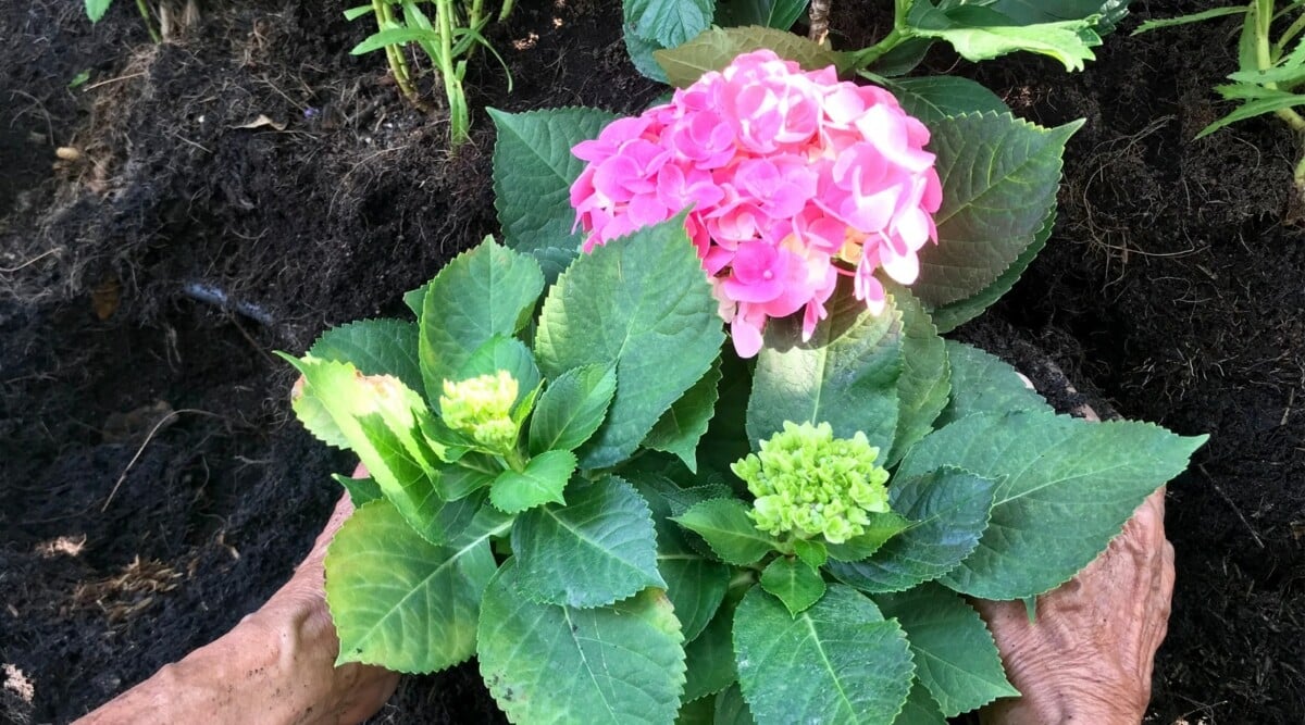 Woman Planting Hydrangeas in Garden with Pink Flowers Blooming