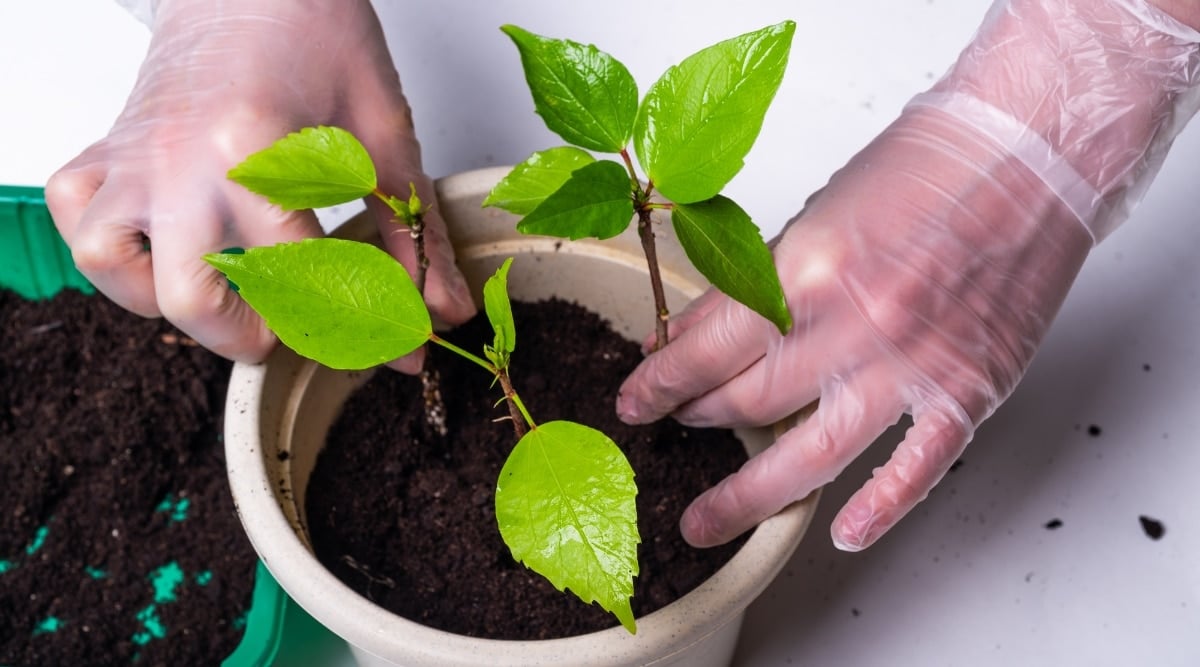 A man wearing plastic, transparent gloves is planting hibiscus sprouts with glossy, green leaves inside a pot filled with dark, well-drained soil. Next to the pot is a green container with soil in it.