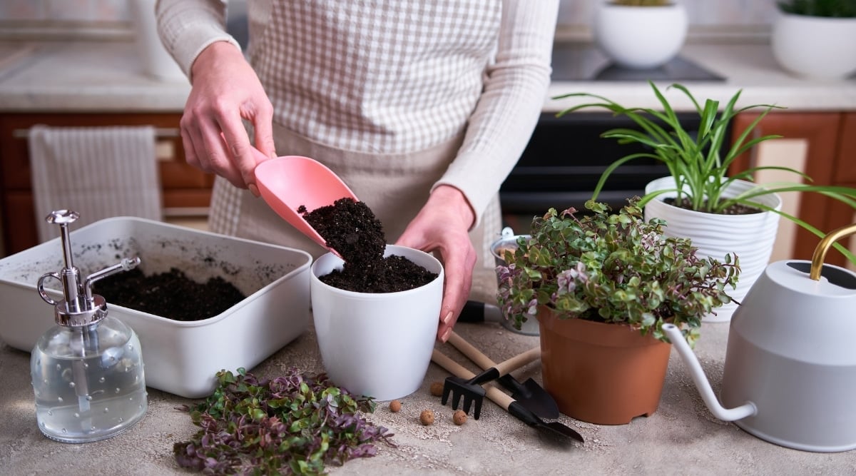 In a table adorned with potted plants, trimmed foliage, a watering can, and various gardening tools, a woman skillfully transfers rich, dark soil into a white pot. Her hands work diligently, ensuring the soil settles snugly, ready to nourish new life.