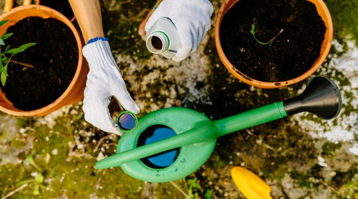 A man carrying the fertilizer bottle pours a dark, liquid fertilizer into a green watering can. He is wearing white gloves. Two pots with a tiny plant and black soil are placed next to the watering can.
