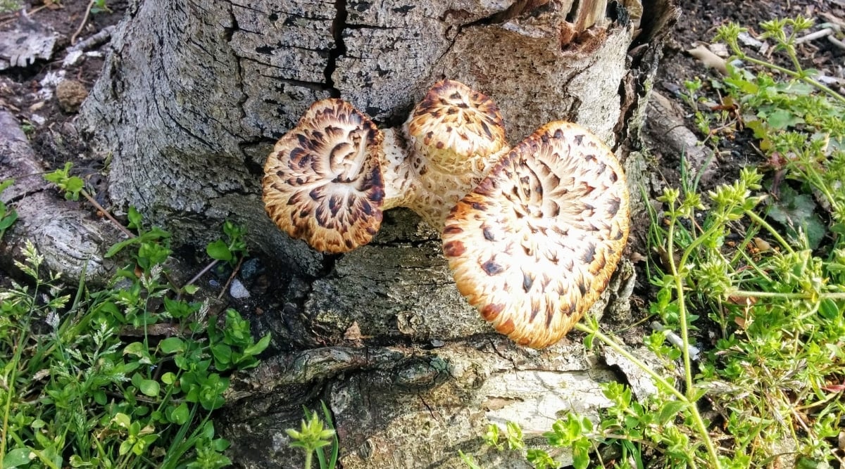 Wood decay and mushrooms at base of tree growing in garden. There are three mushrooms growing at the base of the tree.