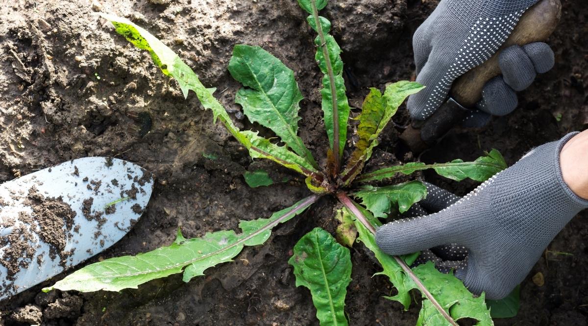 Close-up of a gardener's hands in gray gloves digging up dandelion weed in a garden bed with a garden tool with a wooden handle. The leaves of adandelion in the basal rosette are strugoid-pinnately dissected. There is also a garden trowel on the black damp soil.