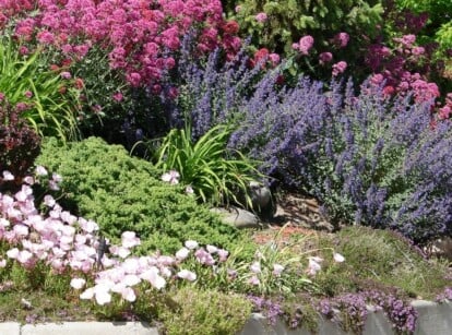 Xeriscaping in Front Yard