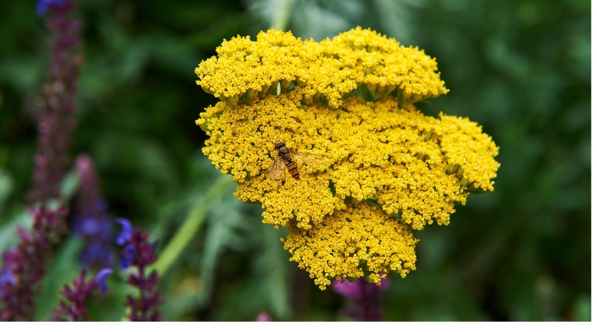 Close up of a cluster of teeny, tiny, yellow flowers on a tall flower stalk.