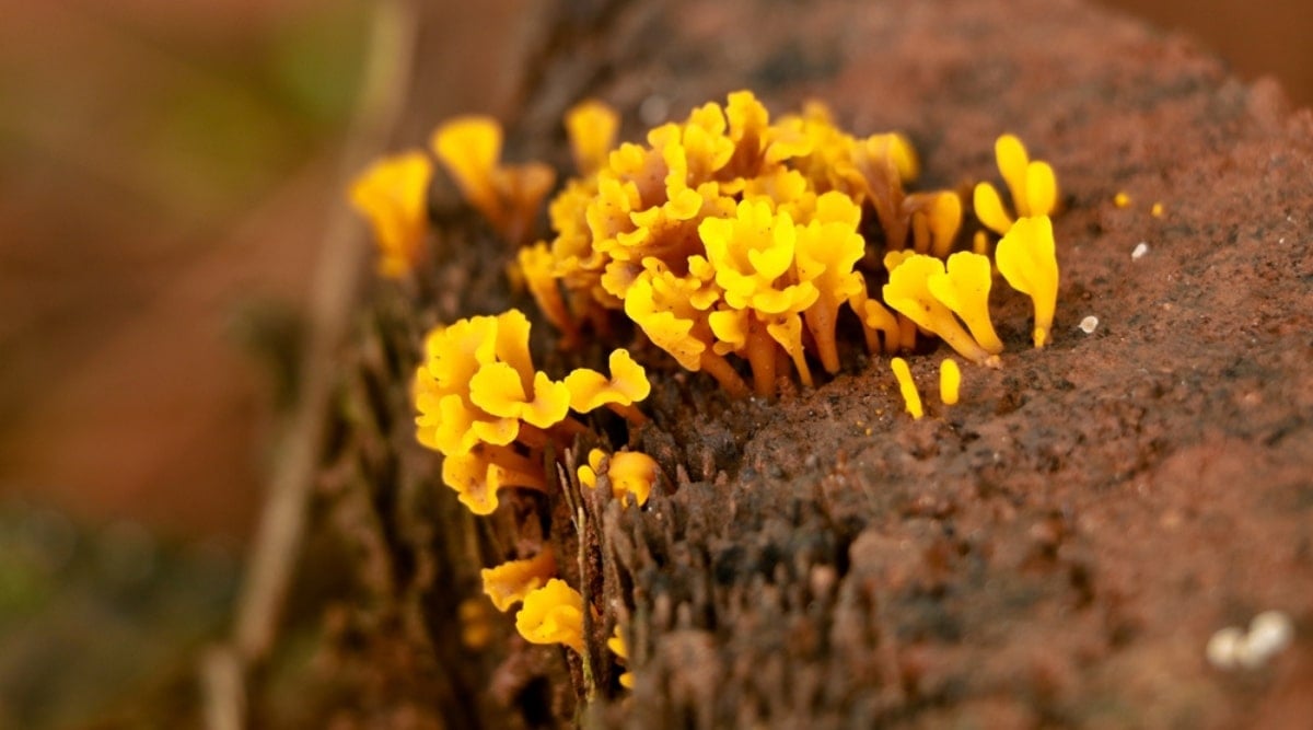Yellow Fungus is a Proto-Epiphyte Example