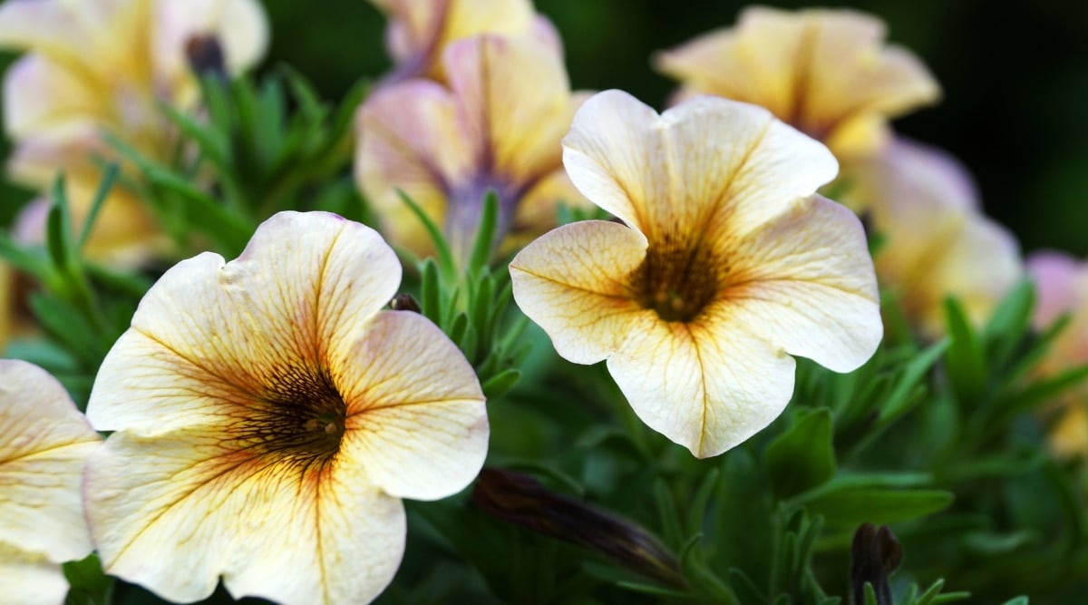 A close-up on two pale yellow petunia blooms, their enchanting allure becomes evident. From the dark center, intricate dark veins radiate outward, enhancing their delicate charm. The vibrant dark green leaves form a lovely backdrop, while the blurred background offers a glimpse of additional flowers, creating a captivating composition.