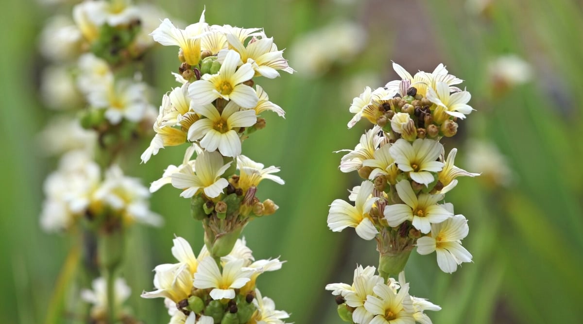 Tall flower stalks with clusters of small yellow, six petaled flowers on it.