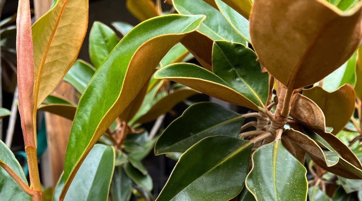 Yellow leaves from plant due to root rot. The image is a close up of many leaves, most of which are damaged from root rot to the plant.