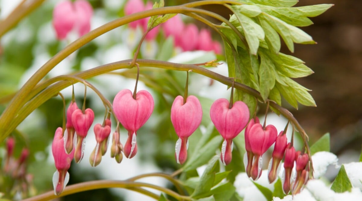Yellowing bleeding heart plant