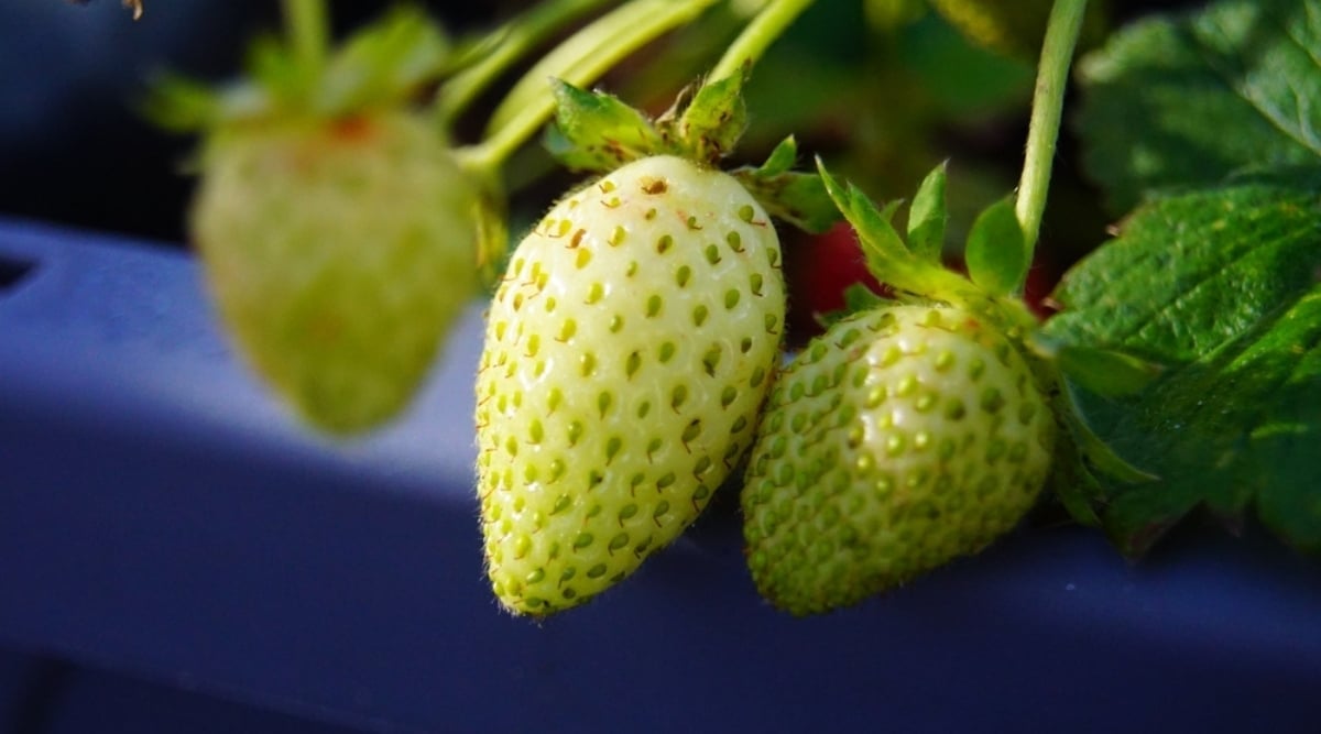 Young Green Fruit