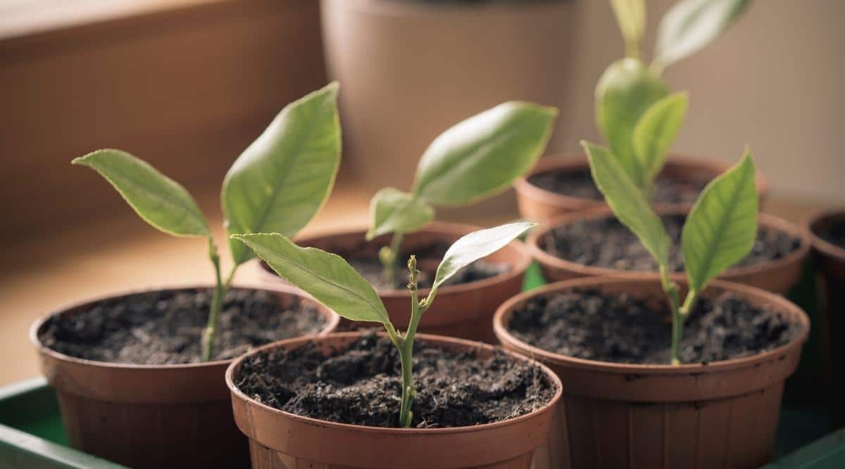 Young Lemon Tree Seedlings