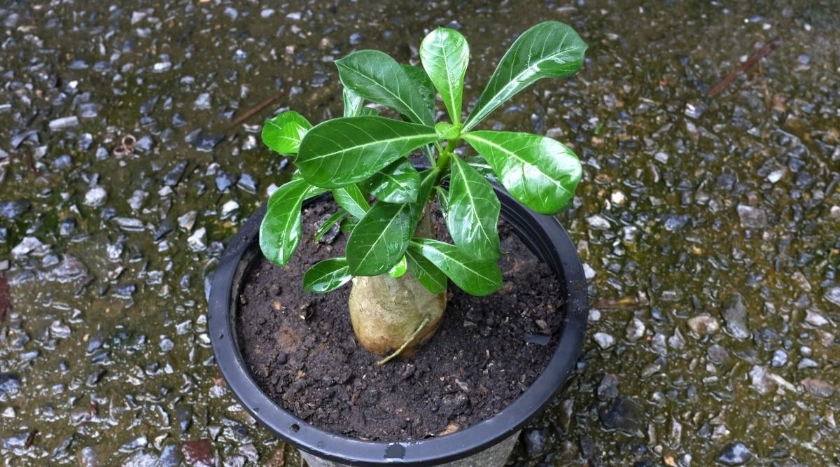 Young Tree Growing in Pot