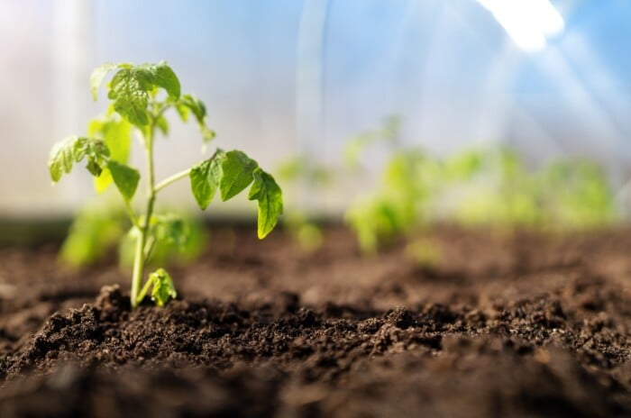 In the brown soil, a small tomato seedling emerges, showcasing its tender, pale green stem reaching for the sunlight. Its delicate leaves, with serrated edges, unfurl gracefully, poised to photosynthesize and nurture the growing plant.