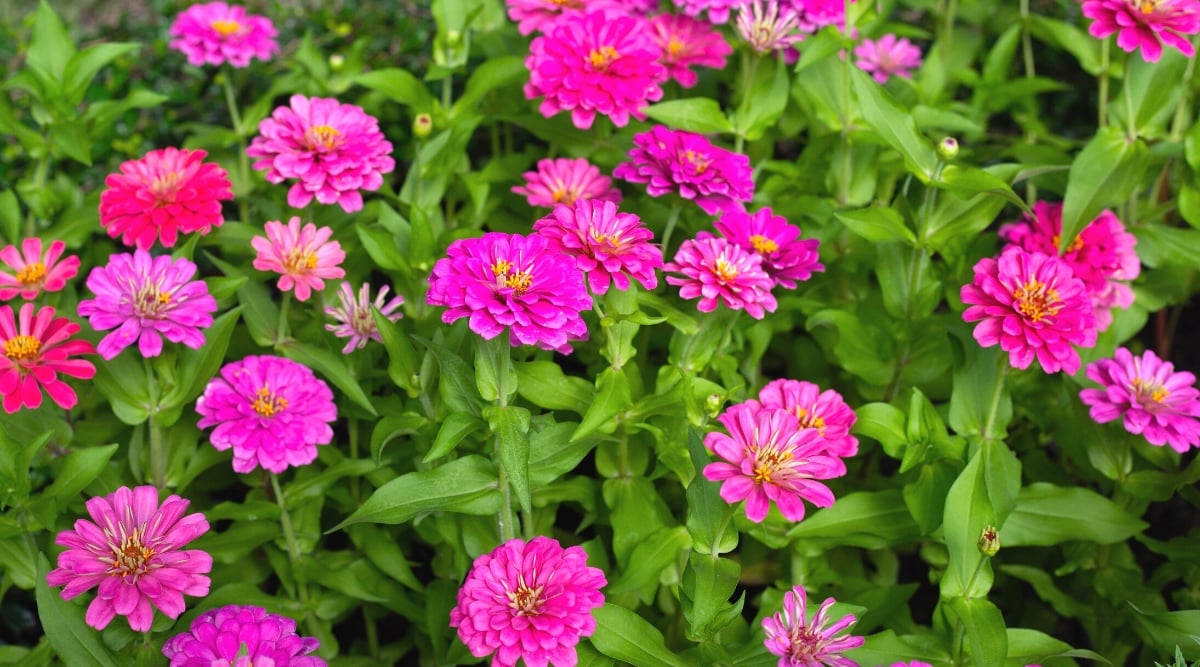 Close-up of blooming Zinnia plants in the garden. Zinnia plants are characterized by their lush, bushy growth and vibrant, eye-catching flowers. The leaves are lance-shaped and medium green, forming a dense backdrop for the dazzling blossoms. Zinnia flowers come in hot pink, pom-pom-like blooms with double petals and yellow centers.