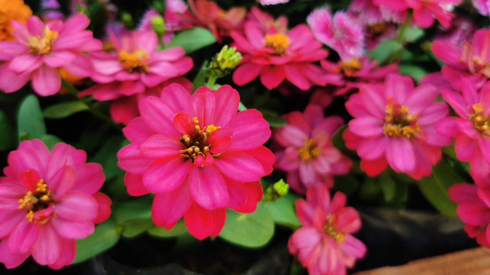 A  shrub appearing to have countless blooms with vivid pink petals placed somewhere with sunlight