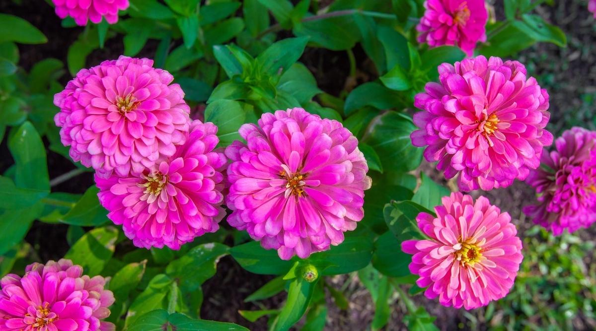Are Zinnia Flowers Annuals or Perennials? Do They Reseed Themselves?