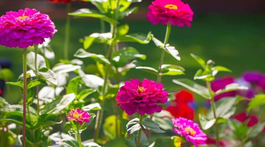 Will My Zinnias Reseed Themselves Every Year?