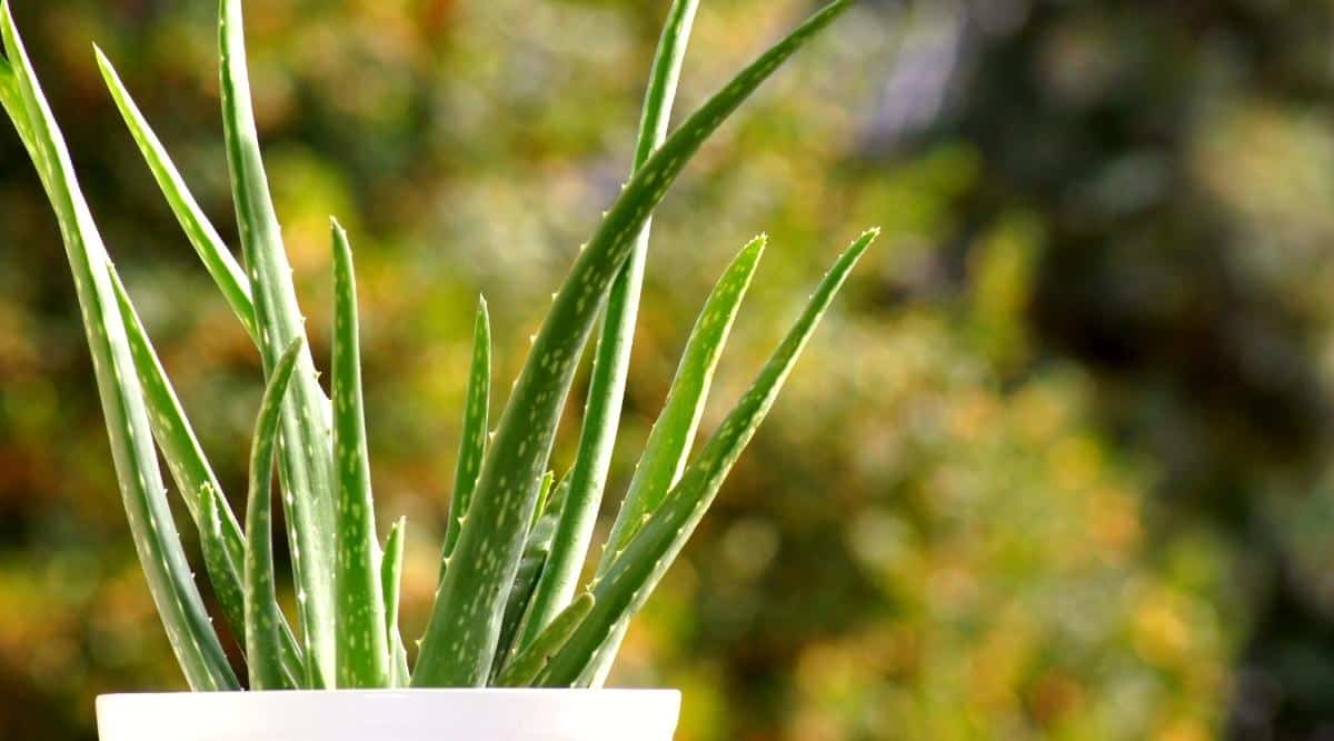 How Much Direct or Indirect Sunlight Do Aloe Vera Plants Need?