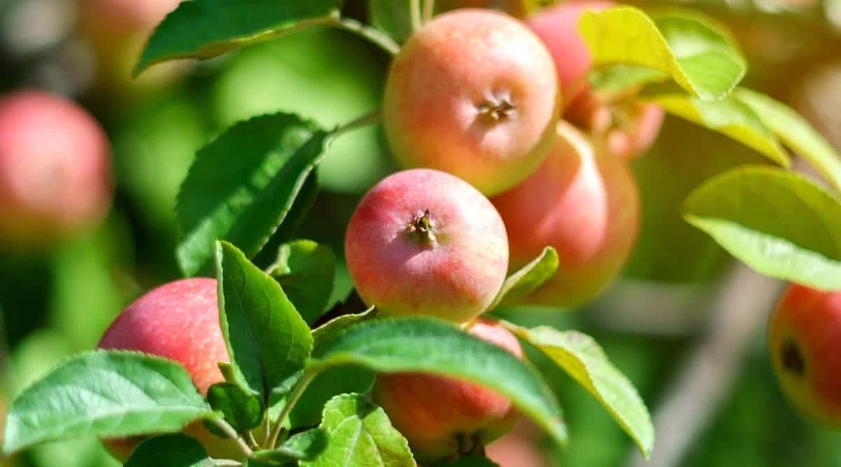 Apple Tree with Fruits