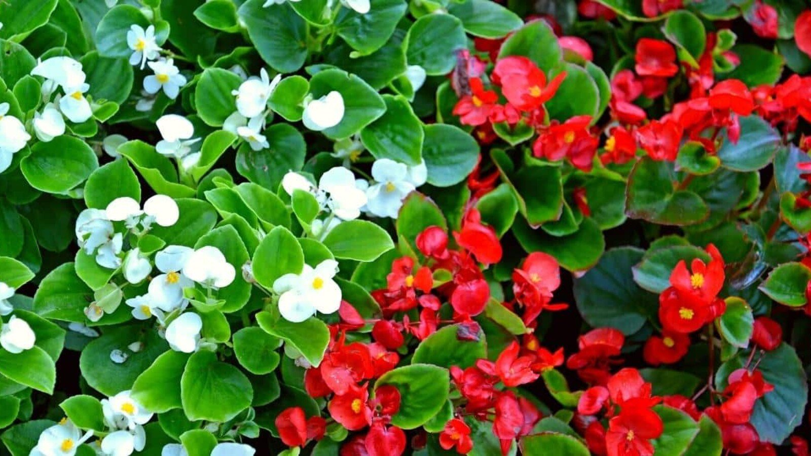 begonias not blooming