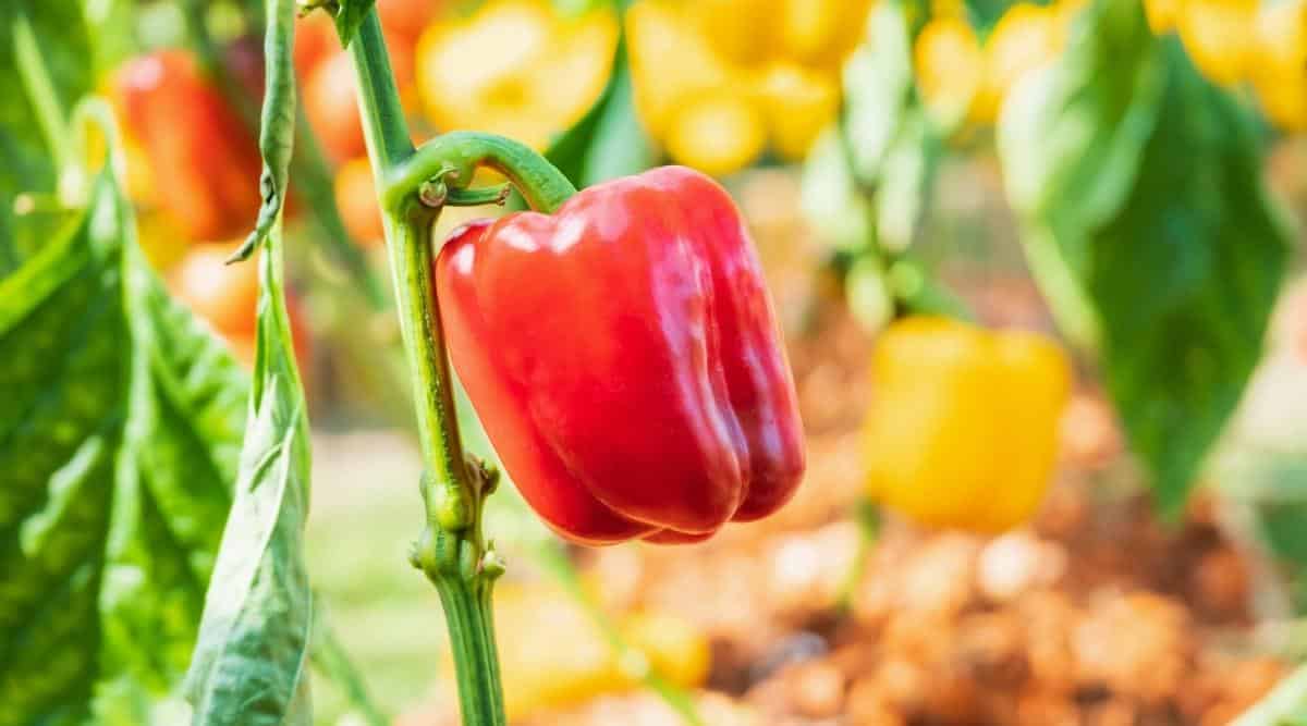 Companion Planting Chart For Bell Peppers edu.svet.gob.gt