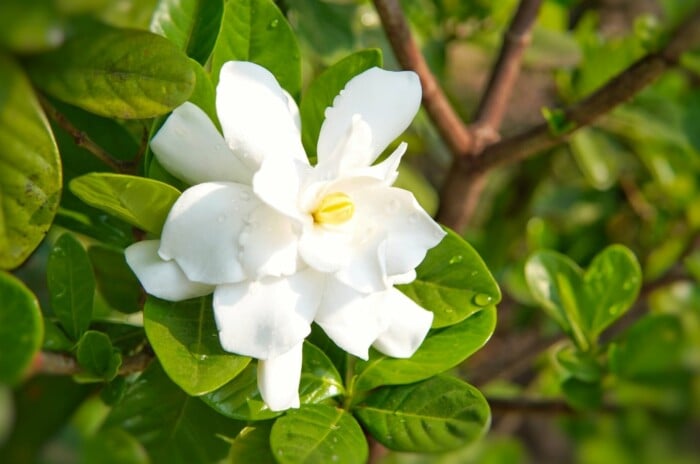 Gardenia blooming in garden with white flowers.