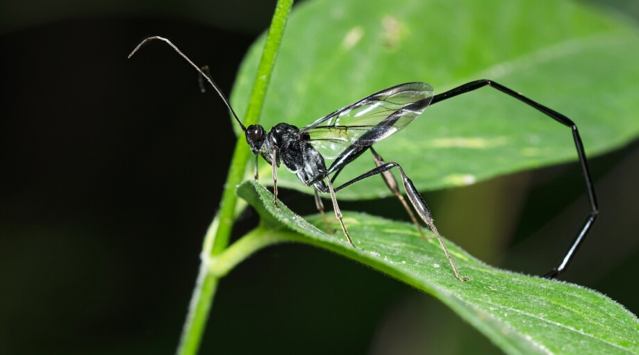 Parasitic Wasps: Nature's Pest Control