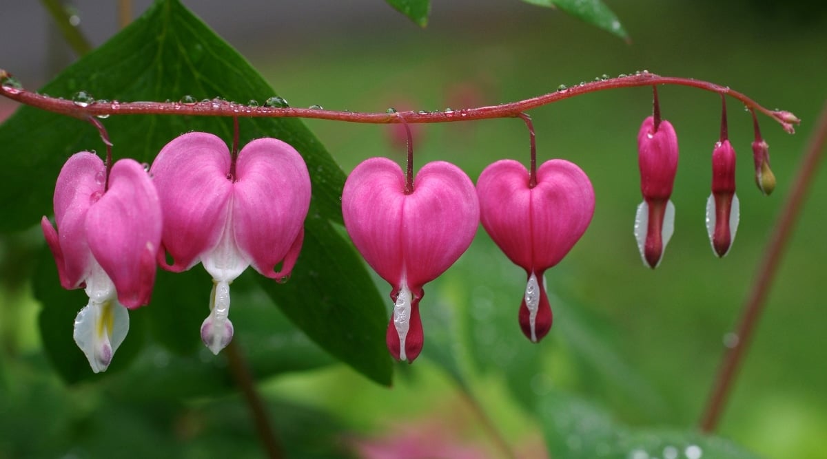 Close up of bright pink, heart shaped flowers hanging from a reddish stem with tiny water drops lining the stem.