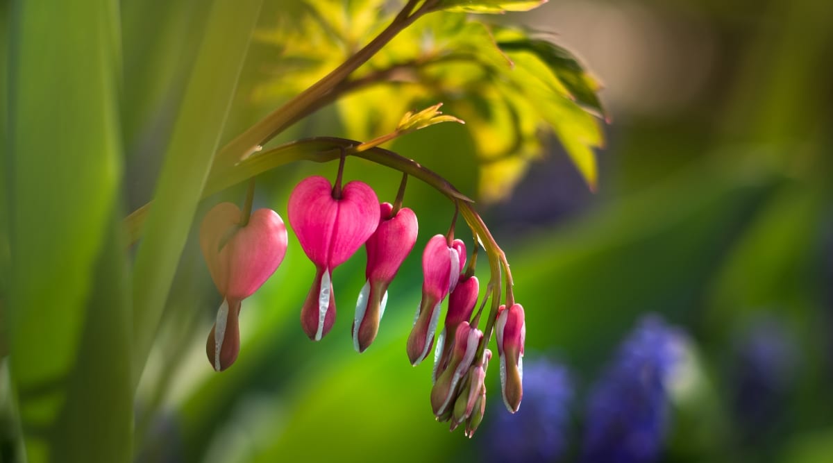 Close up of bright pink, heart shaped flowers hanging from a curved stem. Sun is shining in the plant and the leaves are a yellowish, green color.