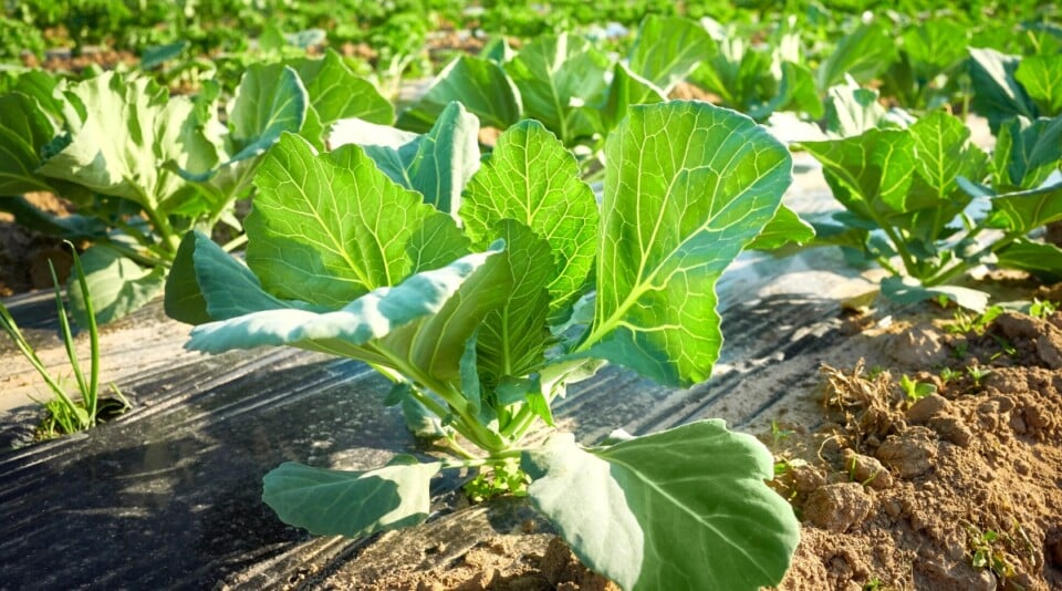 18 Pros and Cons of Using Plastic Mulch in the Garden