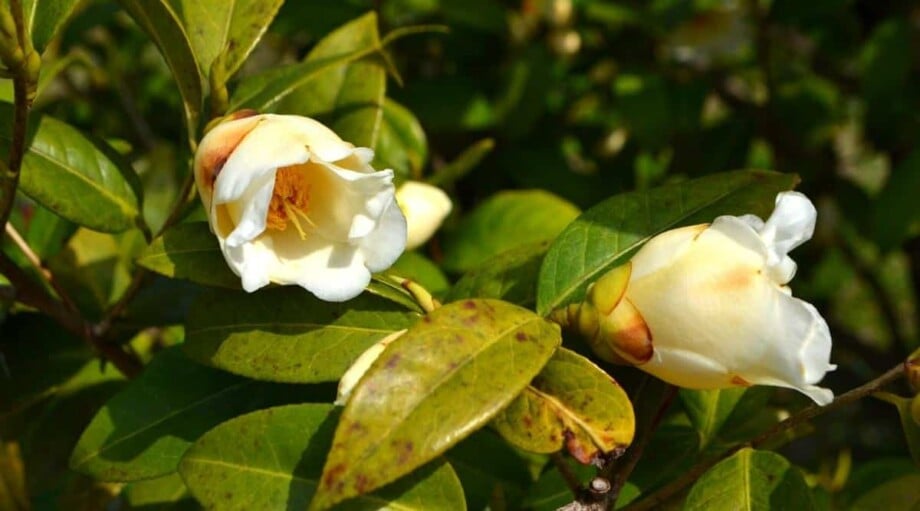 7 Reasons Camellia Leaves Turn Yellow and How to Fix it