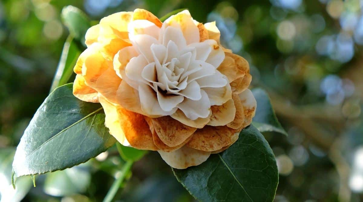 11 Common Problems With Flowering Camellia Plants