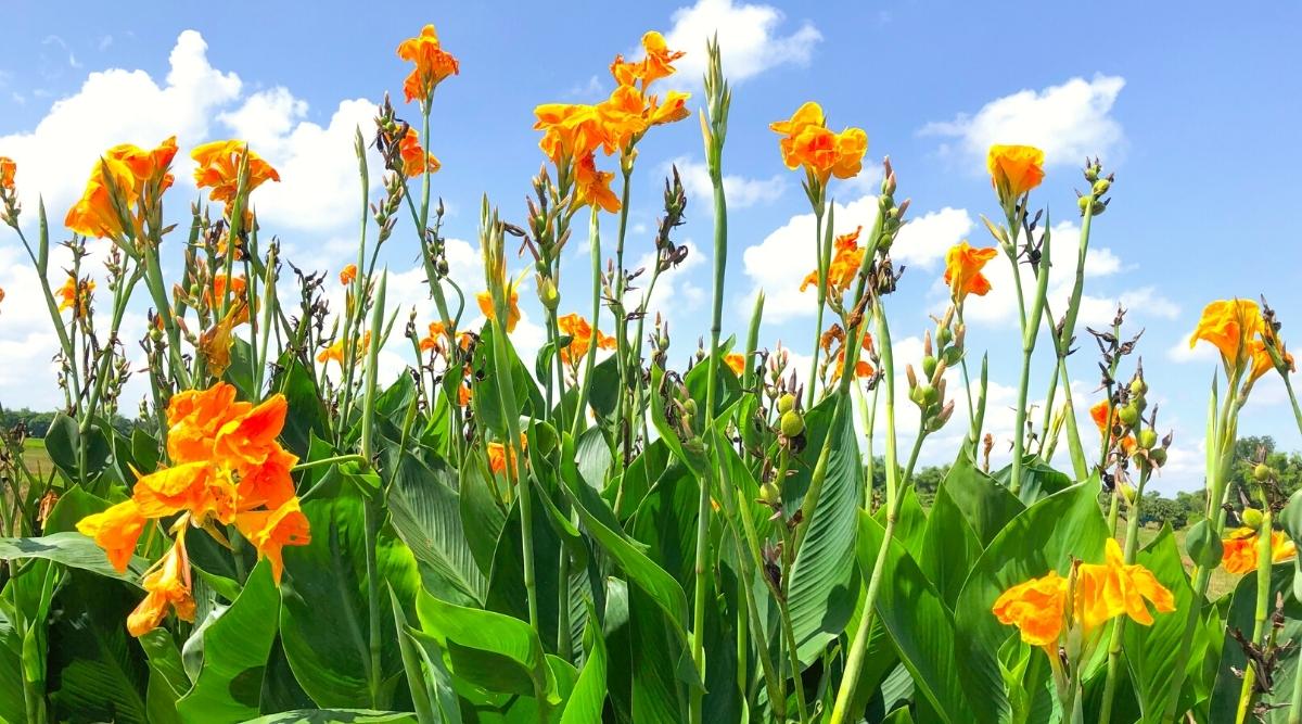 Do Canna Lilies Need Full Sun, Partial Shade, or Full Shade?