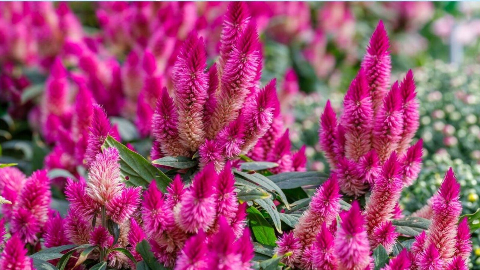 celosia fading