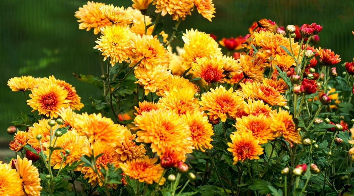 7 Tips to Keep Your Chrysanthemums Blooming Until First Frost
