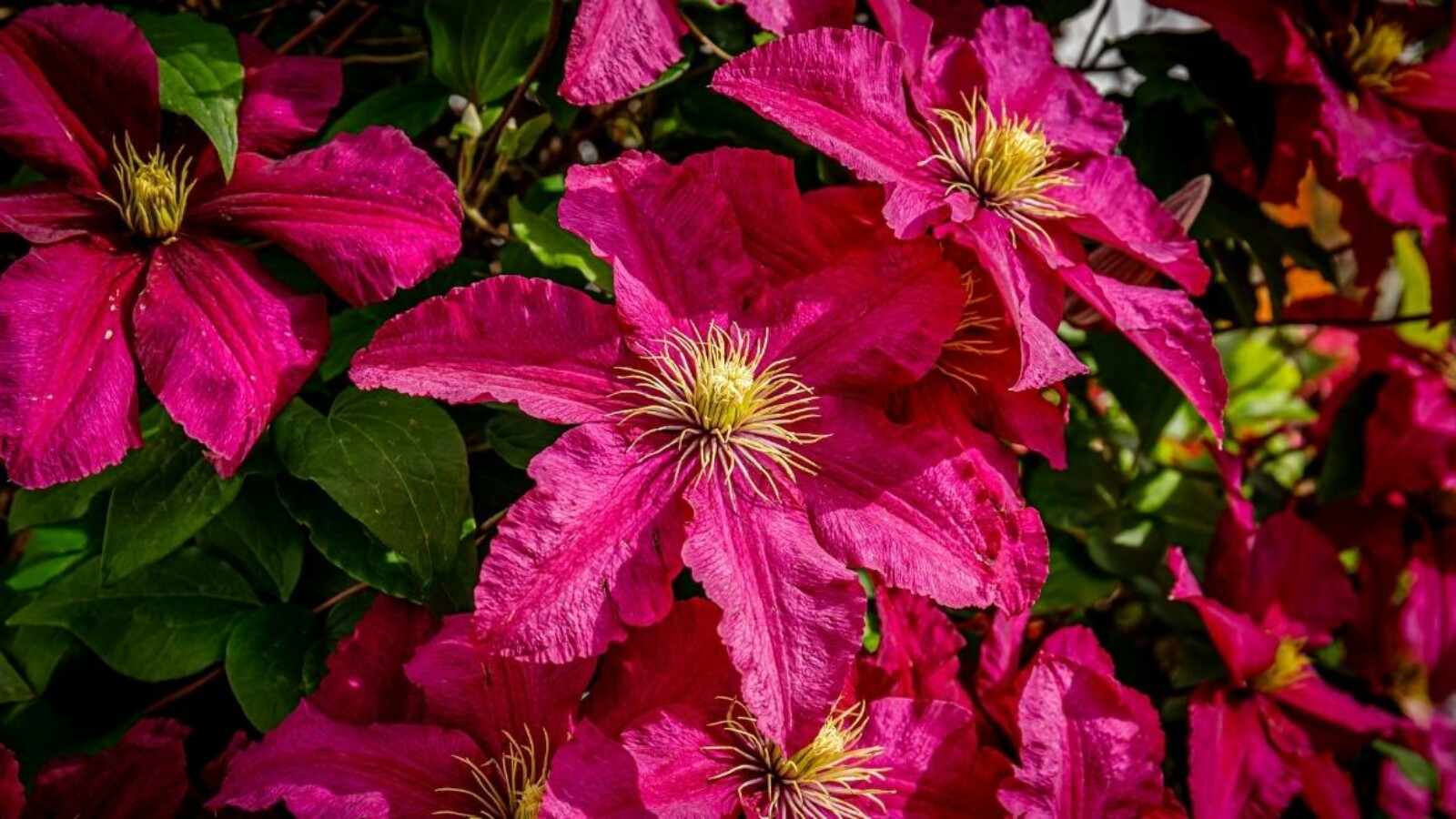 Types Of Clematis With Pictures Discover Vibrant Varieties For Your Garden Types Of Clematis With Pictures Discover Vibrant Varieties For Your Garden