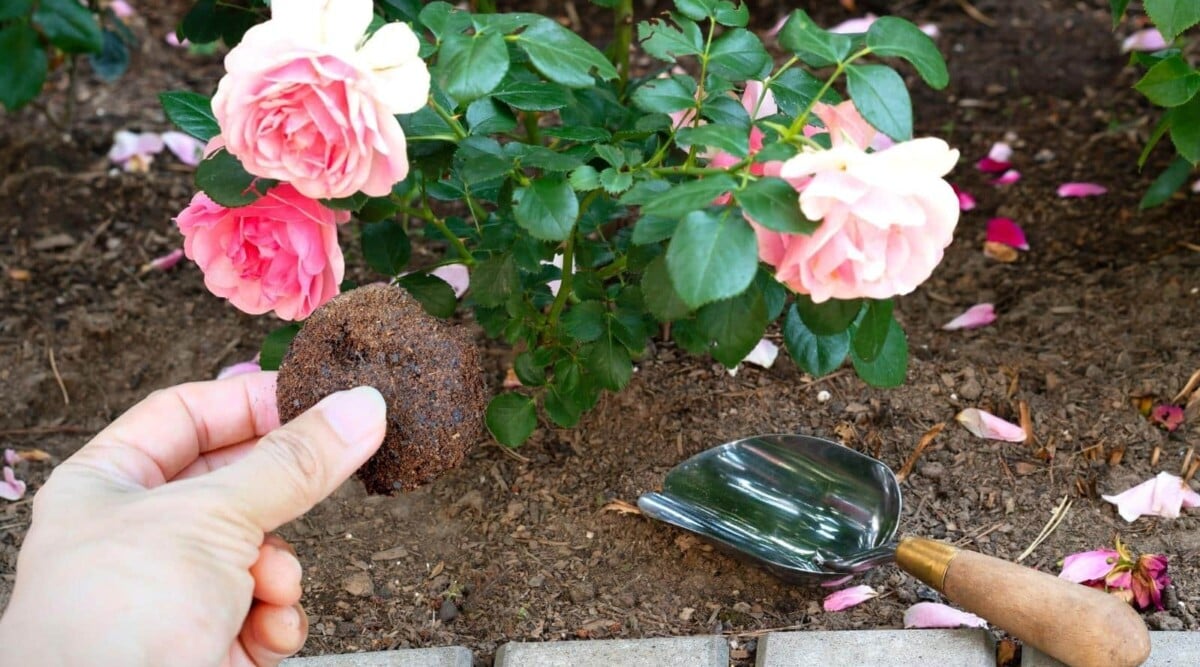 Spent coffee grounds being applied to the base of a rose bush.