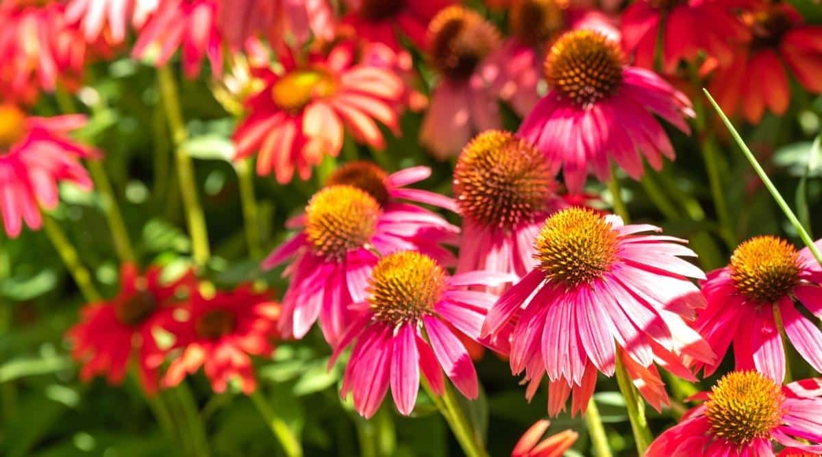 23 Different Types of Beautiful Coneflower Varieties
