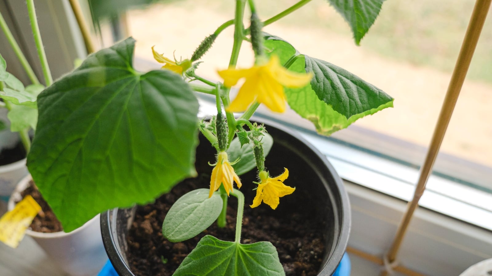 A container with a lovely Cucumis sativus plant growing inside placed near a sunny windowsill