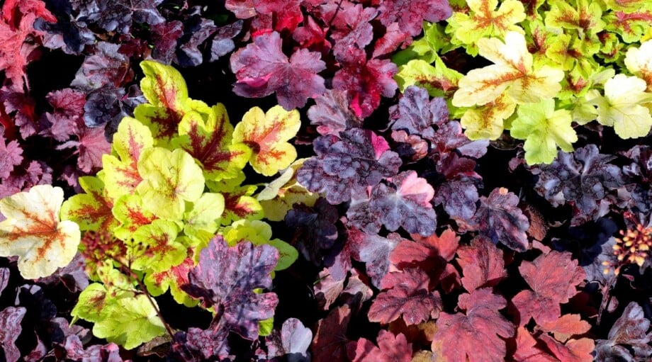 Heuchera - | Celebrate Plants in Gardens