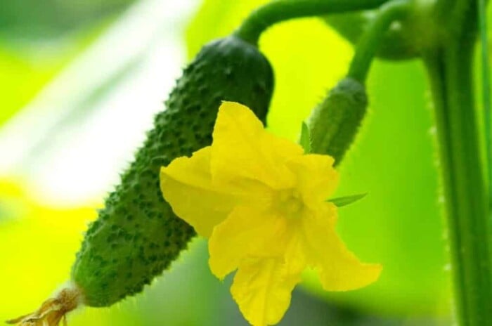 cross pollinate cucumbers