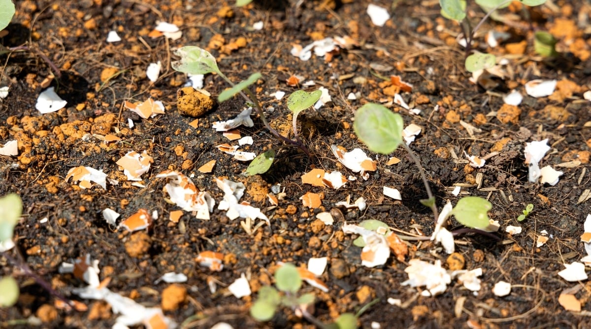 Close-up of crushed eggshells scattered on the ground as organic fertilizer for vegetable sprouts. The sprouts have thin, pale green stems and round, slightly heart-shaped, pale green leaves.