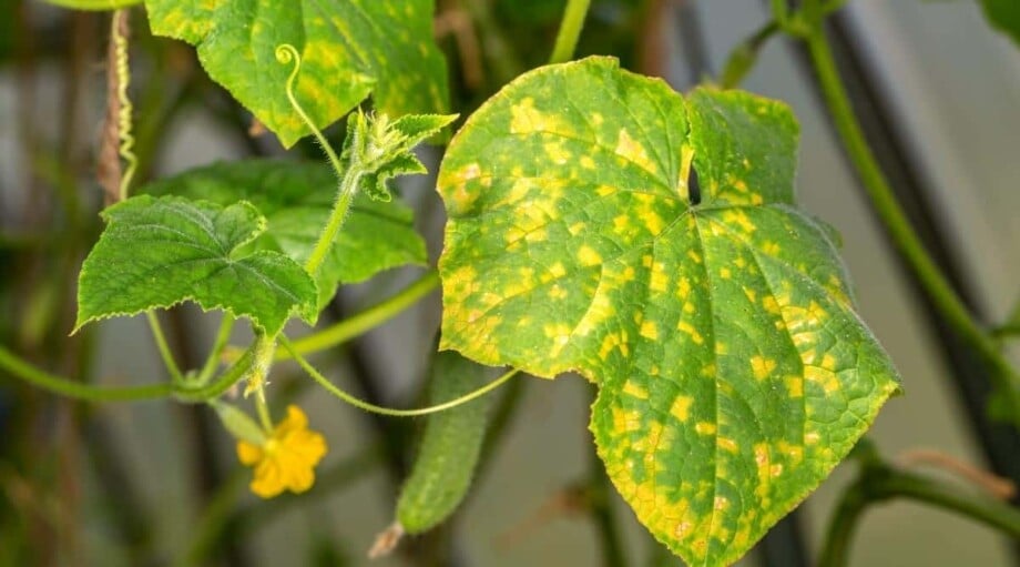 15 Common Problems With Garden Cucumber Plants