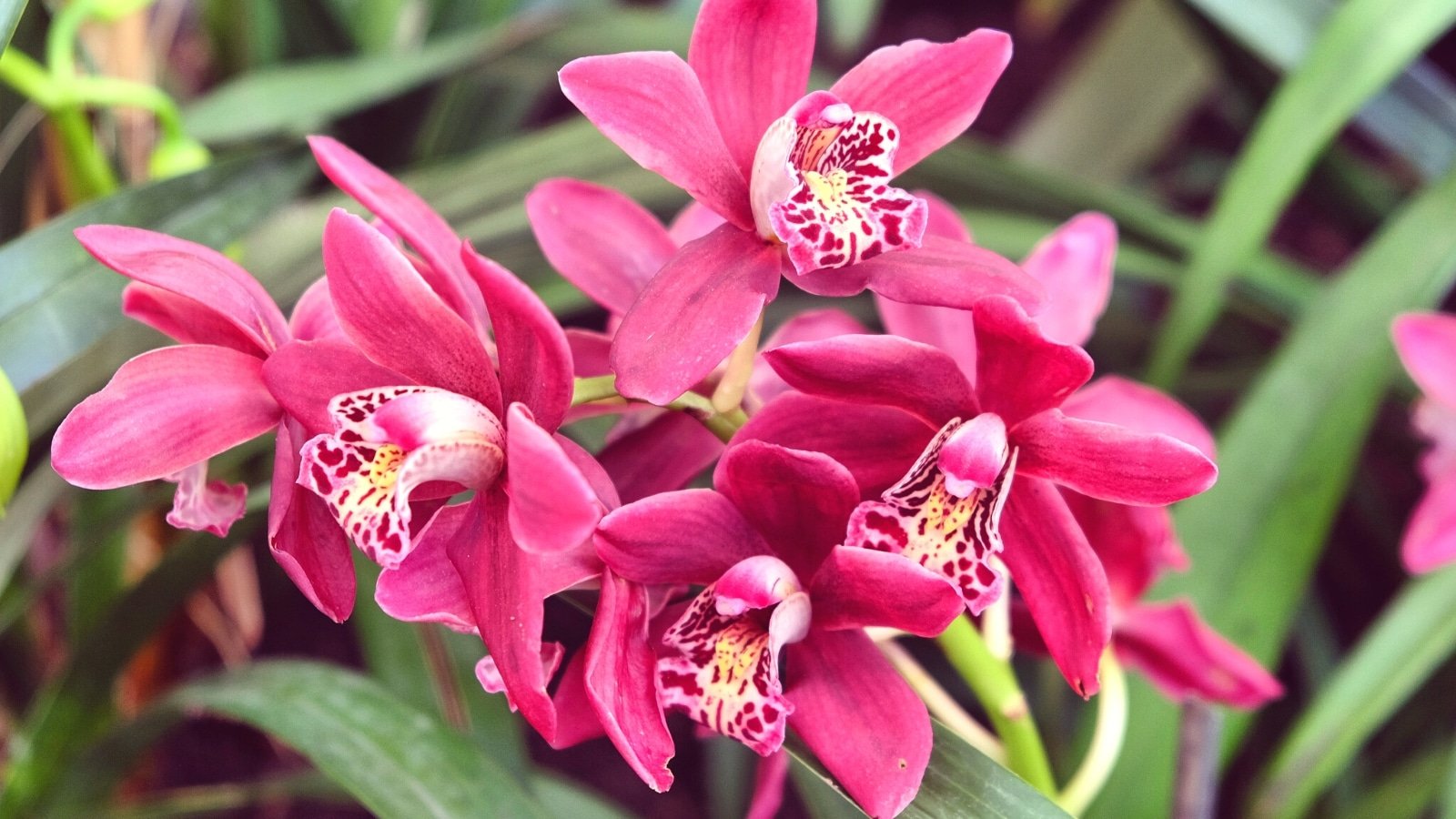 How to Plant, Grow and Care For Cymbidium Orchids