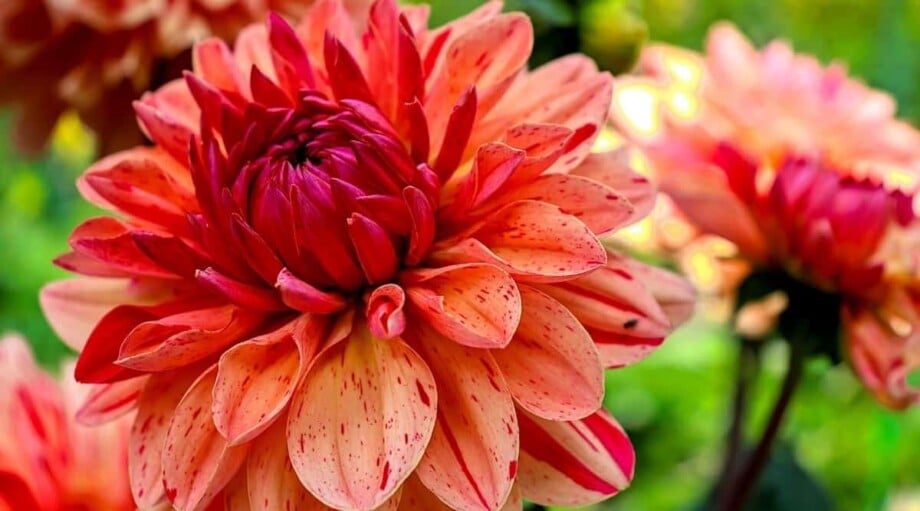9 Reasons Your Dahlias Aren't Blooming and How to Fix it