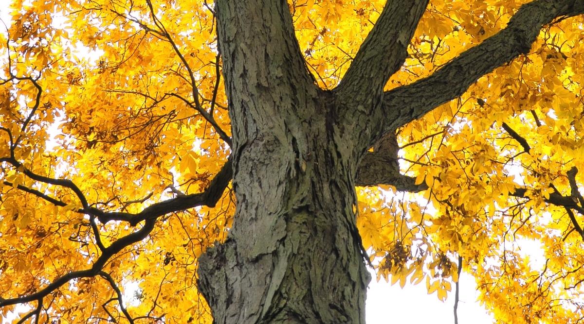 dark peeling bark on tree with bright yellow leaves