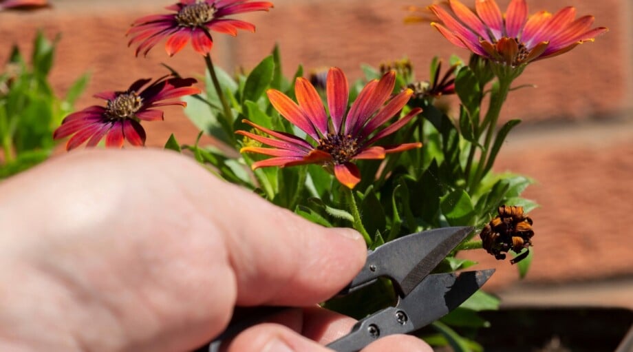 How to Deadhead Flowers for Repeat Blooms