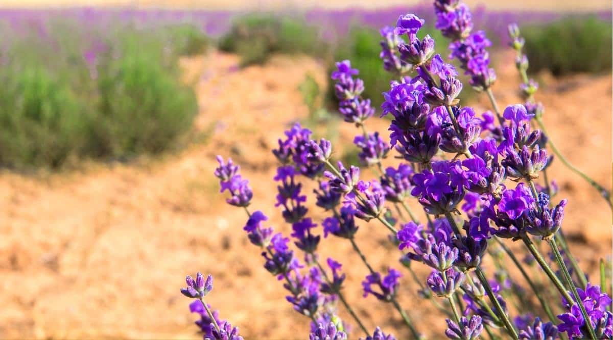 11 Tips For Growing Lavender in Hot, Dry, Desert Climates